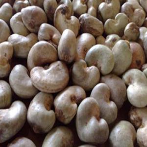 West Africa raw cashew nuts producer - roasted seeds and nuts origin- benin--number of nuts- between 170 and 200 nuts / kg--core output- between 50 and 56 lbs--foreign material- 1.5% max.--humidity- 8% max.--float rate- 10% max.--total defective- 5% max.--cashew nut color- natural and fresh--jute bag 80kg--26 ton / 40 feet containers (325 bags)--minimum order-