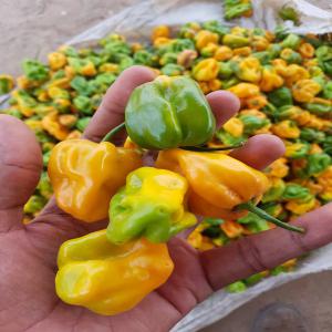 Piment big sun original  - fruits et légumes nous vendons du piment big sun au sénégal. --disponible à touba --quantité de 100 à 1 tonne par semaine  du 10 juin au 10 octobre 2020--2 500 fcfa /kg 