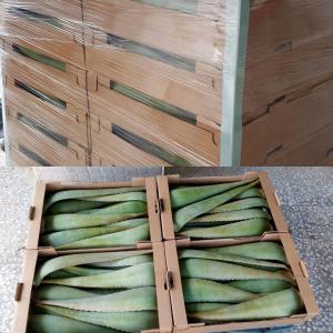 Feuilles d'aloe vera eco mediterranée  - autres sur les rives de la méditerranée,  nous avons une ferme écologique qui produit de l'aloe vera de haute qualité à des prix très compétitifs. production artisanale d'une entreprise familiale. respectueux de l'environnement et de nos clients. nous distrib