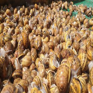 Vente escargots Gros-Gris (adultes reproducteurs) - animaux vivants bonjour,  nous proposons à la vente des escargots helix aspersa maxima adultes reproducteurs. notre ferme est située à 100 km au sud de casablanca. les escargots adultes reproducteurs sont conditionnés en filets de 5 kg. nous pouvons expédier les escargots dans tout