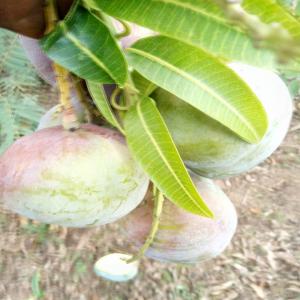 Fournisseur de mangues  - fruits et légumes je suis un producteur de mangues de saisons,   je suis à la recherche d'une société ou grande surface afin de devenir leur fournisseurs une fois la saisons arriver 