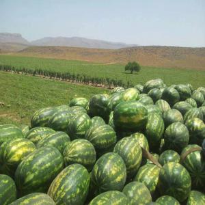 Pastèque de chichaoua ( récolte du mois 6,7 et 8) - fruits et légumes nous proposons plus de 2000 tonnes de pastèques,  une production de pastèques d’un gros calibre (12-20 kg) d’une qualité répondant aux exigences du consommateur (coloration,  fermeté de la chair,  bonne tenue,  taux de sucre élevé...).qui seront prets gra