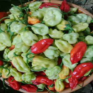 Recherche partenaires - fruits et légumes cherche à exporter du piment gombos et potiron --en destination  de l europe  durant toute l année --