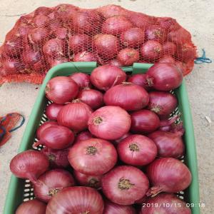 Oignons rouge 60-70 - fruits et légumes j-10 ..la saison de l'oignon commecera très bientop alors..--nous vous proposons la récolte de 2020,  oigons rouges 60-70 depuis la tunisie--minimum de commande 1x40' reefer --conditionnement en des filets de 25 kg--prix- 0, 5 euro cif--quantité- 400 tonnes------