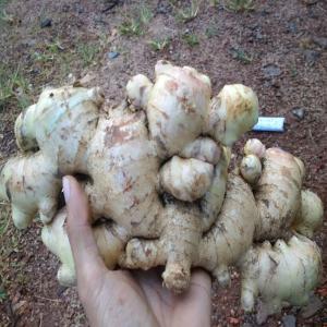 Vietnam fresh ginger with best price (84902431347 - aromatic spices vietnam fresh ginger--elephant ginger - jahe merah--size- 100 gram up --washed clean surface --insect pest,  stain,  sprout,  rotten- no --mouldy,  pesticide thin skin- no --color- natural bright yellow --taste- hot aromatic --packing- 30 kgs/mesh bag --harvest time-,  new crop --place of origin- vietnam