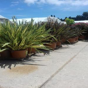 Déstokage Plantes C35lt Phormium spp