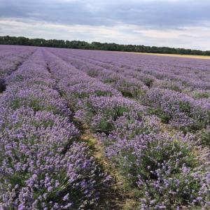 Huile de lavande et Fleurs de lavande séchées - huiles bonjour, --nous vendons des produits de lavande de haute qualité,  récolte 2020,  les champs de lavande se trouvent dans le nord-est de bulgarie.--nous proposons---- des fleurs de lavande séchées - 15€/kg--- de l’huile essentielle pure de lavande ( lavande angustifolia) 55€/