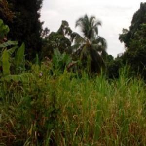 We are selling parcels of lands in Kribi-Cameroon - mine land concession we have many parcells of lands to sell at kribi and many places in cameroon.--agricultural lands; land near by the sea warehouse lands; hotels lands; lands for every kind of projects with documents.-- contact us for more details.-- serious peoples are welcome.