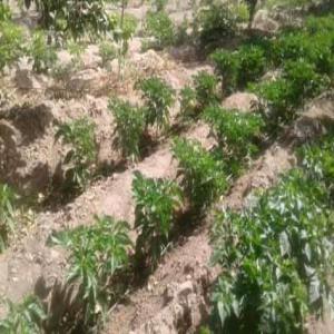 Cherche de partenaires agricoles pour un potager. - Investissement capitaux salut je cherche des partenaires ambitieux et soucieux de l'avenir de la planète pour une exploitation d'un domaine maraîcher se situant à 19km de saint-louis du sénégal, avec des perspectives industrielles,  touristiques et culturelles certaines. de ce fait,  ensemble