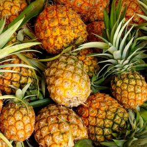 recherche acheteurs de productions d'ananas - fruits et légumes la société ivoirienne de production d'ananas,  en création,  recherche des acheteurs d'ananas en gros. l'entreprise envisage de se lancer dans une production de deux hectares d'ananas dans un premier temps,  suivi par 10 hectares d'ananas. elle ambitionne d'atteindre 200 hectares &