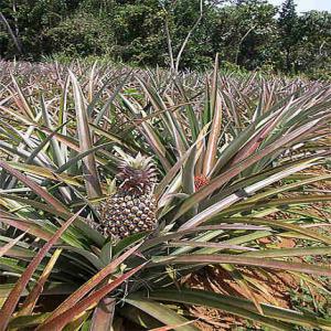 recherche plants d'ananas victoria à acheter