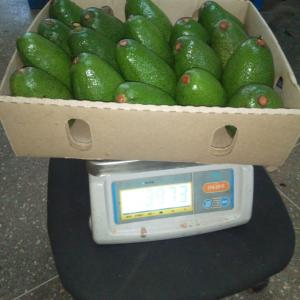 avocado hass kenya - fruits et légumes avocado hass origine kenya.--calibre - 12/14/16/18 et 26/28/30.--cat 1 . primuim.--taux matière oïl - 21/22% .--paiement - tt & lc.--