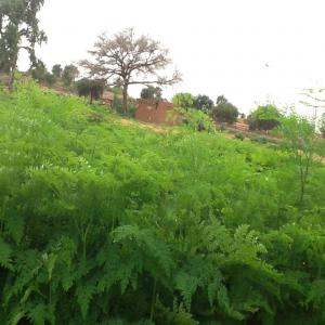 Moringa Bio et dérivés, sésame blanc, Bissap - matiere vegetale entreprise agricole nigérienne,  spécialisée dans la culture biologique du moringa et tous ses dérivés -graines feuilles séchées et poudre,  sésame blanc et fleurs d'hibiscus rouge,  transformation et commercialisation,  nous pouvons fournir de gra