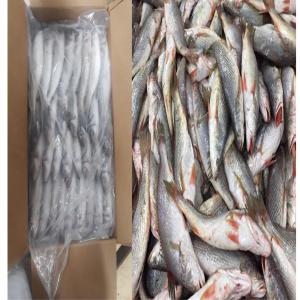 POISSONS FRAIS ET CONGELÉS  - poissons nous sommes une société mauritanienne de peche et d'exportation des produits de la peche.--nous expédions les poissons frais et congelés venant de la mauritanie vers l'europe,  l'afrique et l'asie dans très bonnes conditionnes.--pour plus d'informations n'hés