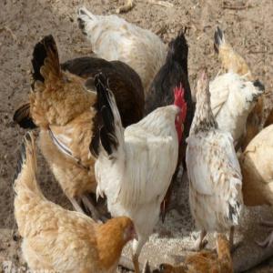 Vente des poules au Togo - animaux vivants nous sommes une ferme agropastorale spécialisée dans la production et vente des poules en gros ou en détails.