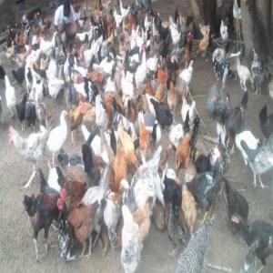 Formation en aviculture  - conseil et formation obtenir mille poussins avec une poule et un coq  en un an. c'est un système de production à grande échelle de poulets locaux. 