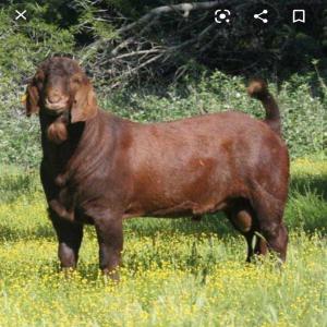 Recherches Kalahari et Boer - animaux vivants bonjour je recherches des caprin boer ou kalahari pour exportations,  en guadeloupe 