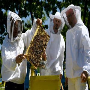 Vente MIEL qualité supérieure (Acacia, Tilleul..) - produits sucrés vente de miel issu d'une production familiale et traditionnelle de roumanie. --une centaine de ruches situées dans la région des carpates méridionales (forets et plaines loin des villes et des champs),  traitées sans antibiotique où les abeilles sont traitées avec s