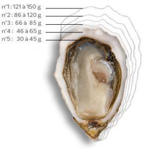 Huitres Fine et Speciale #0 a #4 - coquillage crustacé nos huitres sont élevées dans nos différentes fermes situé en bretagne et dans le sud-ouest de la france. nous proposons deux types d'huitres---- atlantic  fine --- biscay  spéciale  