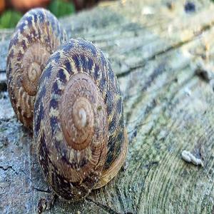 Escargots vivants; petit gris et gros gris - animaux vivants escargot de la variété aspersa müller.(petit gris)--prochaine rentrée de campagne en septembre--origine de la ferme. première catégorie--poids unitaire 8/10 gr. prix- consulter. poids unitaire 6/8 gr. prix- consulter----escargot de la variété aspersa 