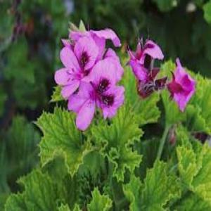 Vendons eaux florales de géranium rosat  - épices aromates enterprise tunisienne spécialisée dans la valorisation des plantes aromatiques médicinales. vendons 1000 litres d'eau florale de géranium (distillation par entrainement à la vapeur sur matériel 100% inox alimentaire - source de vapeur séparée d