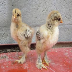 Vente de poussins brahma - animaux vivants bonjour,  je mets en vente des poussins brahma agés d'une semaine--quantité très limité chaque mois--15 euros / poussin départ ferme (casablanca - maroc)