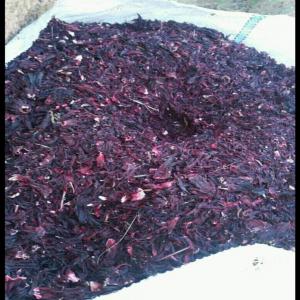 Feuille d'hibiscus  - fruits et légumes chère tous,  nous sommes ravis de vous informer que nous disposons de feuilles d'hibiscus (bissap) actuellement au burkina faso. contactez nous pour vos demandes merci. 