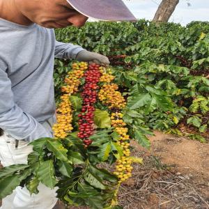 cafe vert grain directement  producteur - Brésil - café cacao thé nous sommes un petit groupe et nous recherchons un partenaire/acheteur pour negocie avec nous des grains de cafe vert en grain directement des champs de production vers le monde. nous avons une variété de qualité. --dites-nous simplement ce que vous voulez. 