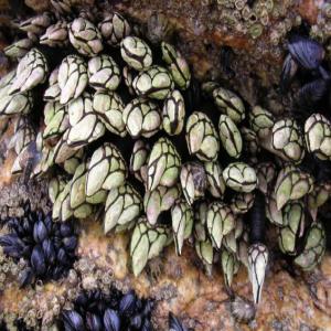 vente de pouce pied (Percebes) en gros ____URGENT - coquillage crustacé nous sommes une entreprise situé au maroc , spécialisé dans la vente en gros du pouce pied ,  on recherche en urgence des clients et des fournisseurs grossistes en espagne ,  france et portugal ou autre .. pour une futur collaboration --on vous garantis la quantité qui vous 