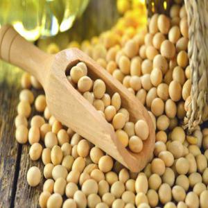 High Protein Soybean Seed  - seed plant seed ukraine soybean--(non-gmo/ organic soybean / soyabean)--we are top exporters,  suppliers and manufacturers of  premium quality food----organic soybean/ soya bean/ soybeans seeds.--protein -39% minimum--moisture-12% maximum--oil-18% minimum--grade a----the neutral,  mild and nutty flavor of soy allow t