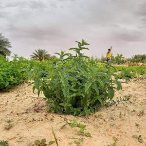 Menthe BIO en grosse quantité - épices aromates bonjour, --nous somme une entreprise spécialisée dans la productions de la menthe bio.--nous sommes en mesure de vous fournir des grosses quantités de menthe bio livrées vers la france ou d'autres pays européens .--nous restons à votre disposition pour plus d