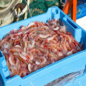 crevette mediterraneenne-export- - poissons nous exportons de la crevettes  méditerranéenne et poulpe avec des expéditions régulières --- restriction -vers europe.--- conditionnement -caisses polystyrène--- quantité -centaines de kg par semaine