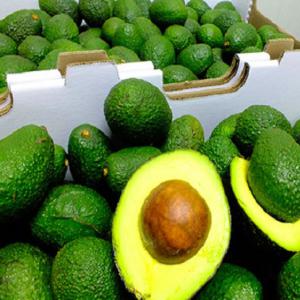 Avocado frais  - fruits et légumes origine- ouganda--style- frais--tailles- 250g-400g,  400gr et plus--couleur- peau vert foncé brillante--etat- bon état- pas de partie pourrie ou noire,  bonne uniformité--goût- crémeux--emballage- les avocats sont triés,  lavés et polis avant l'emballage-