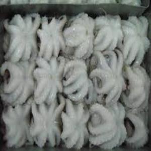  frozen octopus - fish we have the mauritanian octopus frozen in large quantity and in good quality ready to be exported to any destination