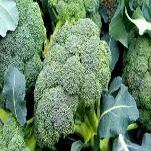  brocoli frais - fruits et légumes nom du produit- brocoli frais--origine- kenya taille- diamètre- 4-7 cm--paquet- 7kgs / ctn; 7, 5 kg / ctn--fraîchement cueilli,  directement de la base de production--couper un morceau naturel et un morceau de coupe--grade a--shell life 2 ans--conteneur combiné de support moq--capa