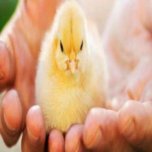 Consulting, Training: Poultry, Breeding & hatcher - consulting and training our company shares its expertise of more than 25 years with poultry professionals so we offer our services internationally---* advice & study of all types of poultry projects- hatchery,  reproduction,  laying and meat, --* improved performance of production sites--* training,  coaching ...