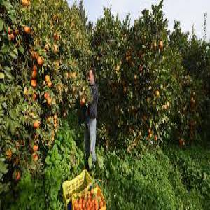 vente des agrumes de la Tunisie   - fruits et légumes société d'exportation des agrumes met en vente plus que 30 tonnes d'agrumes varies de haute qualité tel que (double fine, thomson navell,  thomson normal et d'autres variétés) livrées début 2021. vous n'hésitez pas a nous contacter pour toutes in