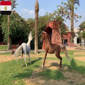 Chevaux pur sang arabe d'Egypte - animaux vivants nous exportons des chevaux pur sang arabe en provenance d'egypte ----chevaux vigoureux ,  puissant ,  gracieux idéal pour le sport ,  saut d’obstacle ,  concours ,  show ,  concours modèle et autres ....----familier,  obéissant,  particulièrement intelligent,  affectueux et maniab