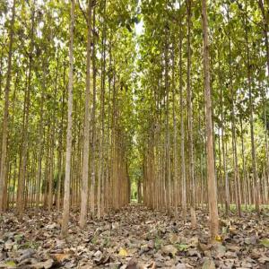 Vente des billes de teck - bois charbon fibre je dispose de quelques milliers de bois de bille de teck sur des sites privés. je cherche des acheteurs potentiels.