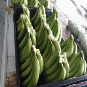 Banane douce de la Côte d'Ivoire - fruits et légumes je suis a la recherche d'un fournisseur de banane douce en cote d'ivoire. et j'aimerais avoir tout les details sur la vente et l'exportation vers la turquie--quantite - conteneur 20'' par semaine--.