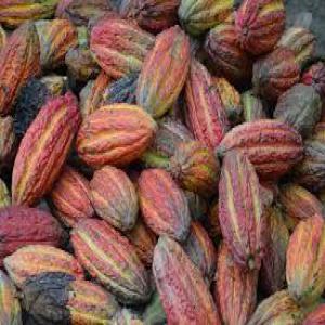 vente de fèves de cacao Camerounaises - café cacao thé je vends des fèves de cacao en culture sans aucun engrais et pesticides chimiques,  je suis français vivant au cameroun de puis de très nombreuses années