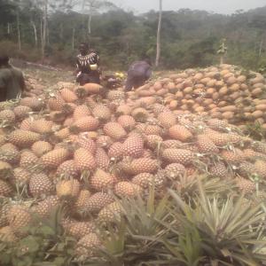 DÉMARCHEUR POUR PRODUITS AGRO - fruits et légumes vous avez besoin d'exporter des produits agro( fruits ou légumes ) depuis le cameroun,  bien vouloir me contacter,  car je suis membre de plusieurs groupes de producteurs