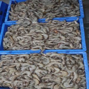 Crevette - coquillage crustacé bonjour, --nous vous proposons nos crevette avec de tres bon prix rendu port de casablanca.--crevette 20/30 a 8$/kg--crevette 30/40 a 7$/kg--crevette 40/50 a 6$/kg--quantite minimale- conteneurs 20 pieds