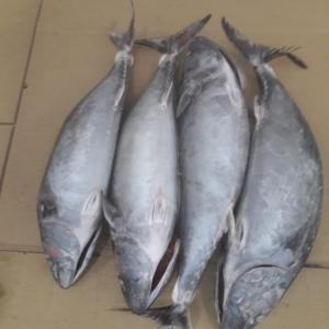 mano blanca del mar  produit origine du maroc - poissons nous disposont de suite de bonito sarda...sarda congelee calibre 2 kg + quantitee 56 tonnes prix fob agadir  1890 euro la tonne--nous disposont de suite aussi bonito ..sarda ..sarda ..congelee calibre 1 a 2 kg .quantitee 56 tonnes prix fob agadir 1795 euro la tonne----