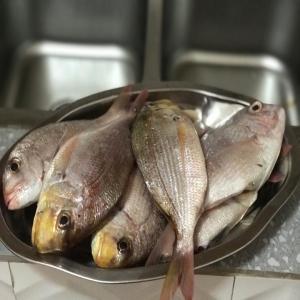 Tout type de poisson frais disponible  - poissons plus besoin de vous tracasser à trouver du poisson frais,  contactez-moi et on vous livre à un prix abordable. la qualité c’est nous  --