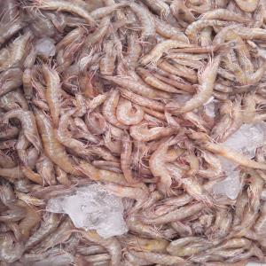 Crevettes frais où séchés en grande quantité 