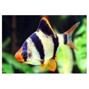 Espace Aquarium - poissons 5000 aquariums --10000 références de poissons disponibles --une expériences dans emballages et le transport des poissons depuis  10 ans --poissons d'eau douce --crevettes invertébrées --poissons chat --danio--eau saumatre--gouramis--poissons arc en ciel --platys--s