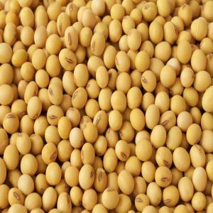 SOJA BIO, SOYBEAN Meal - céréales nous somme somme des importateur de soja. --nous venons a traverse cet site pour la recherche des acheteurs, nous sommes a mesure de satisfaire votre demande a des prix tres competitif sur le marche. --pour plus de details veillez nous. ----cordialement 