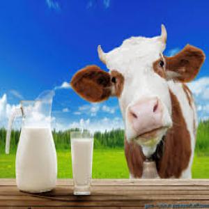 lait et produits laitiers  - lait et produits laitiers nous sommes une société tunisienne leader dans l'exportation de lait et des produits laitiers --nous avons la meilleure qualité avec les meilleure prix