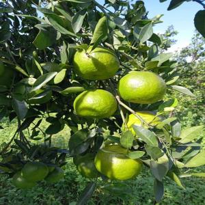 Les clémentines - fruits et légumes nous sommes une société marocaine d'import export vous offre des exceptionnelle prix. (origine maroc)--les clémentines sont ces doux fruits qui s’épluchent et s'emportent partout. cette note sucrée durant la période hivernale fait des ravages au point de dev